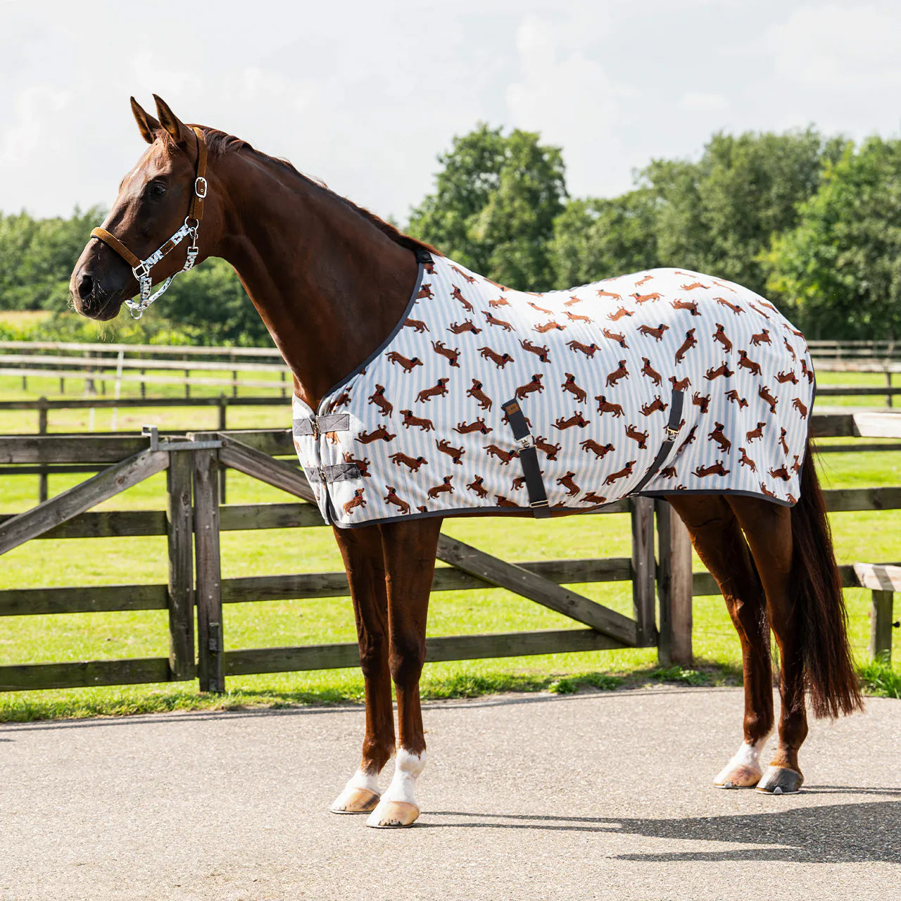Mantas exteriores forro polar rug Stable buddy QHP para equitación - vista 20