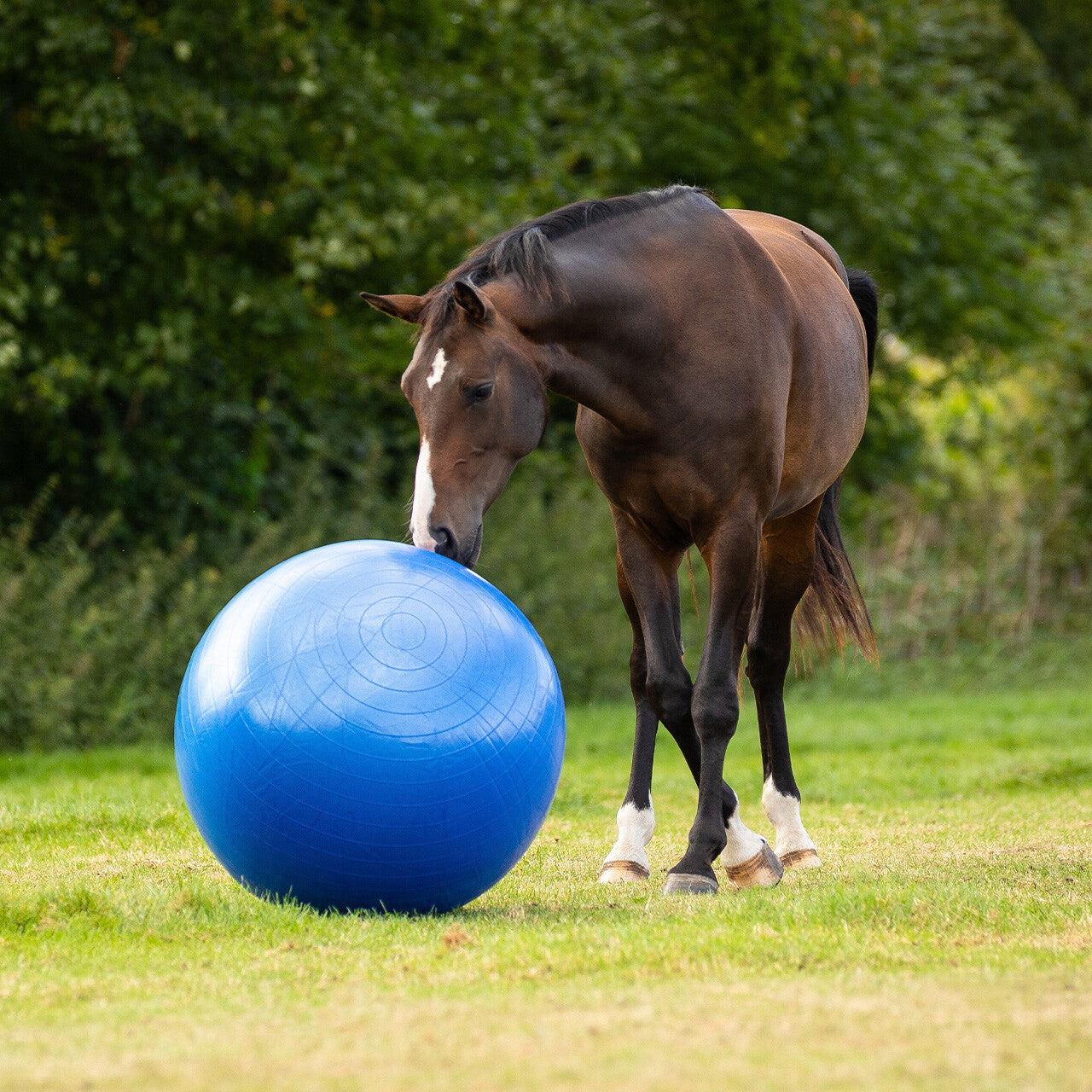 Decoración Horse football QHP para equitación