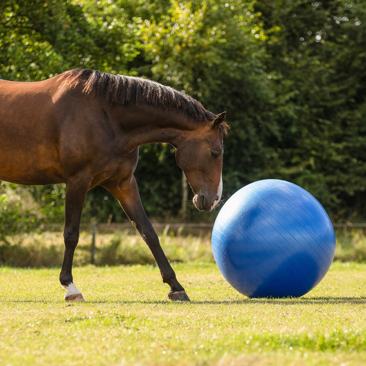 Accesorio ecuestre Caballo football QHP para equitación - vista 3