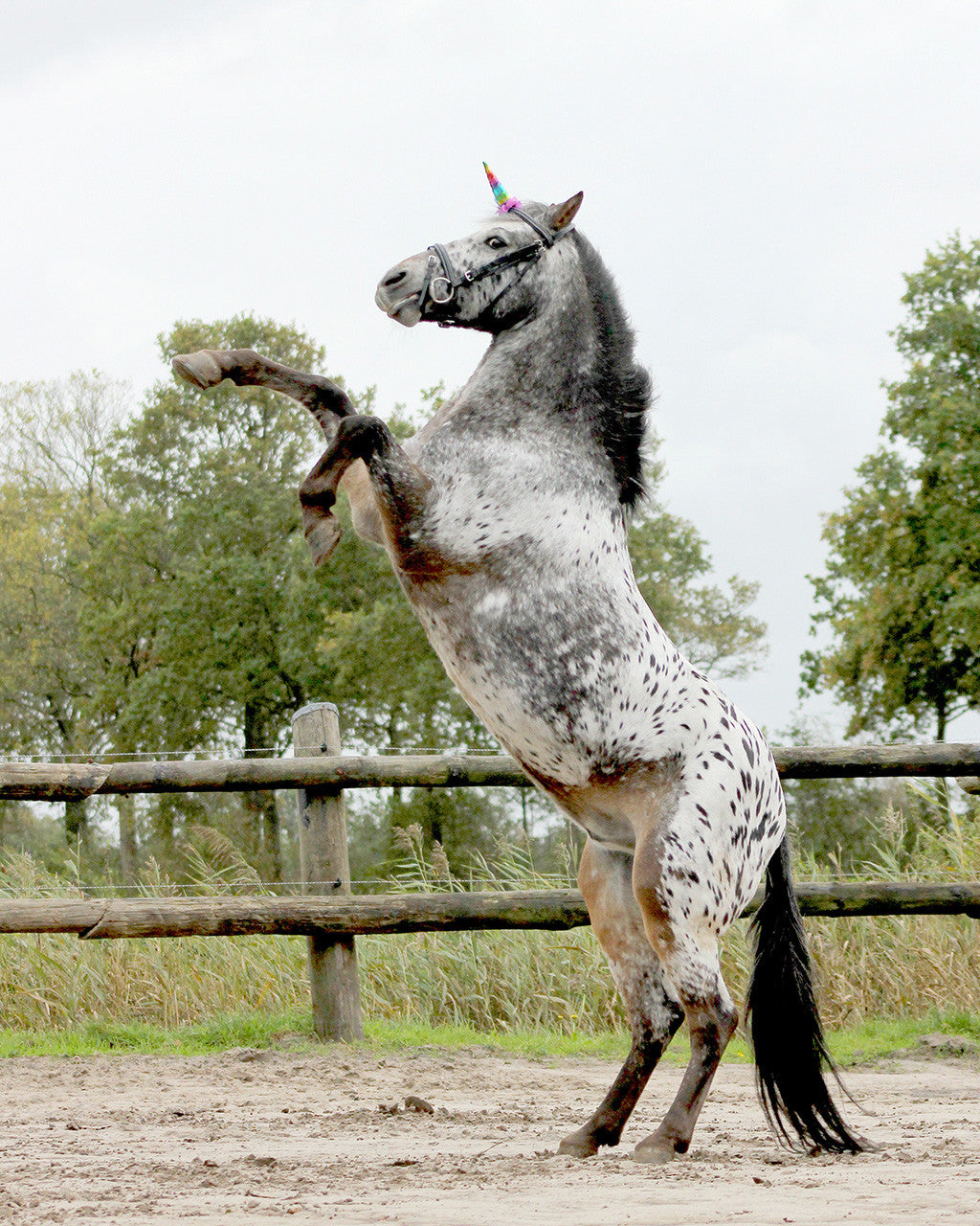 Unicorn horn QHP para equitación