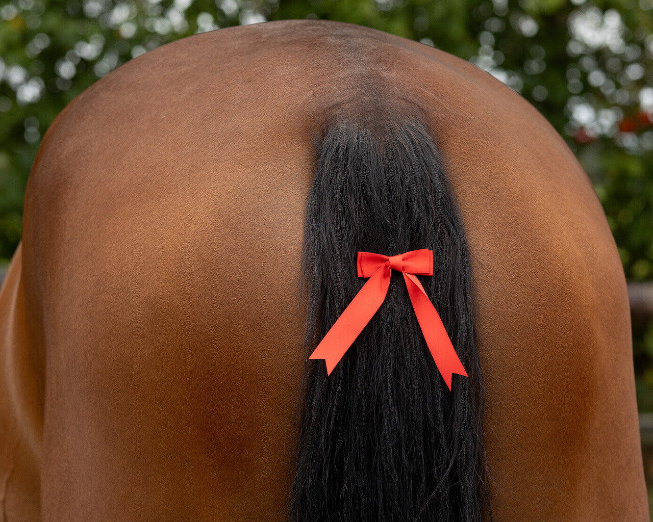 Accesorio ecuestre Warning bow QHP