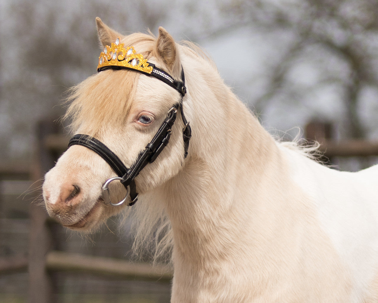 Accesorio ecuestre Testera caballo QHP para equitación