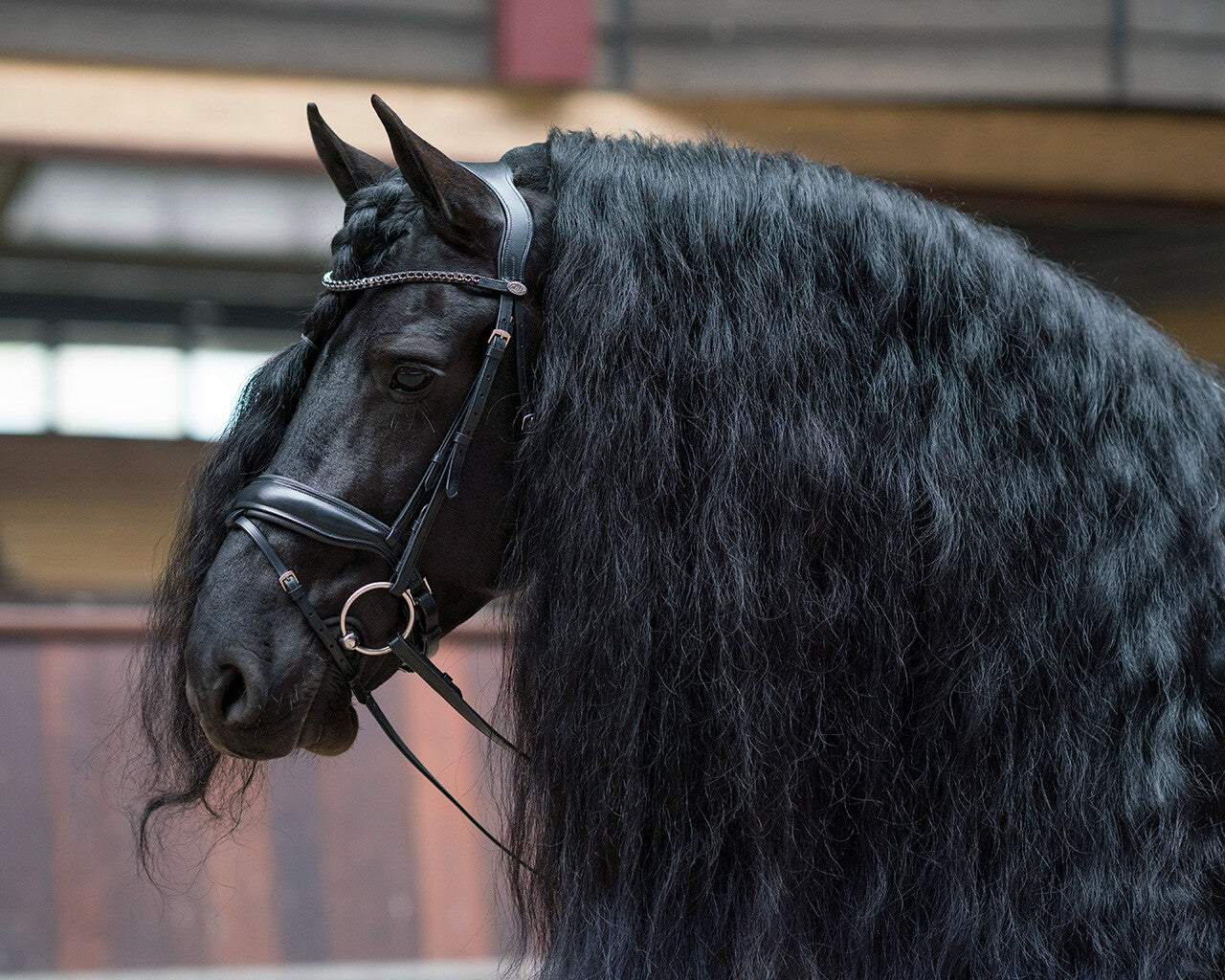 Cabezada inglesa Cabezada inglesa Selene incl. reins QHP para equitación - vista 7