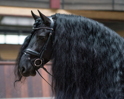 Cabezada inglesa Cabezada inglesa Selene incl. reins QHP para equitación - vista 7
