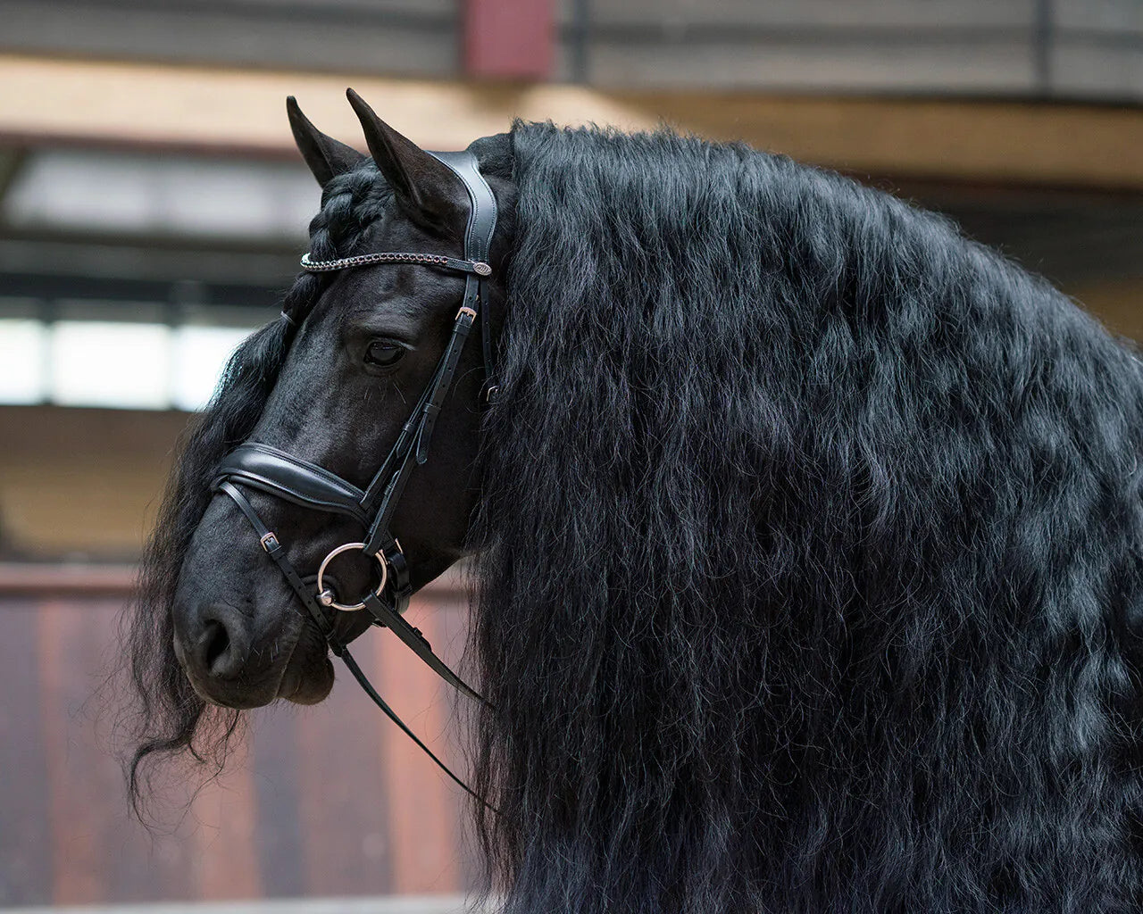 Cabezada inglesa Cabezada inglesa Selene incl. reins QHP para equitación - vista 8