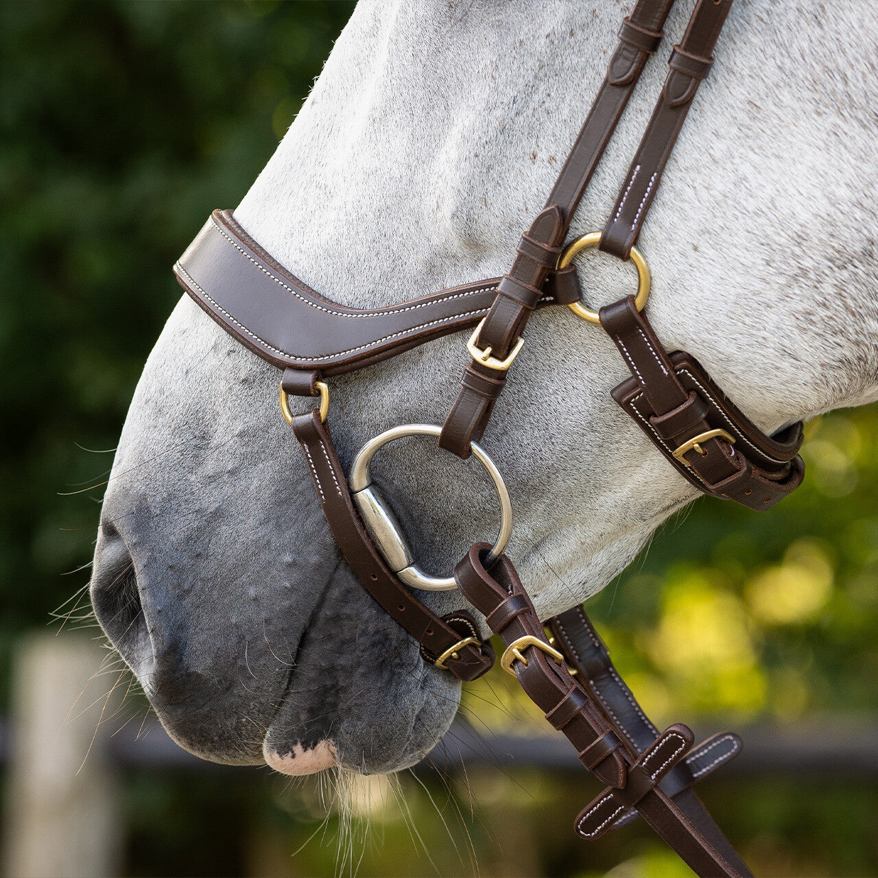 Cabezada inglesa Cabezada inglesa Devi incl. reins QHP para equitación - vista 15