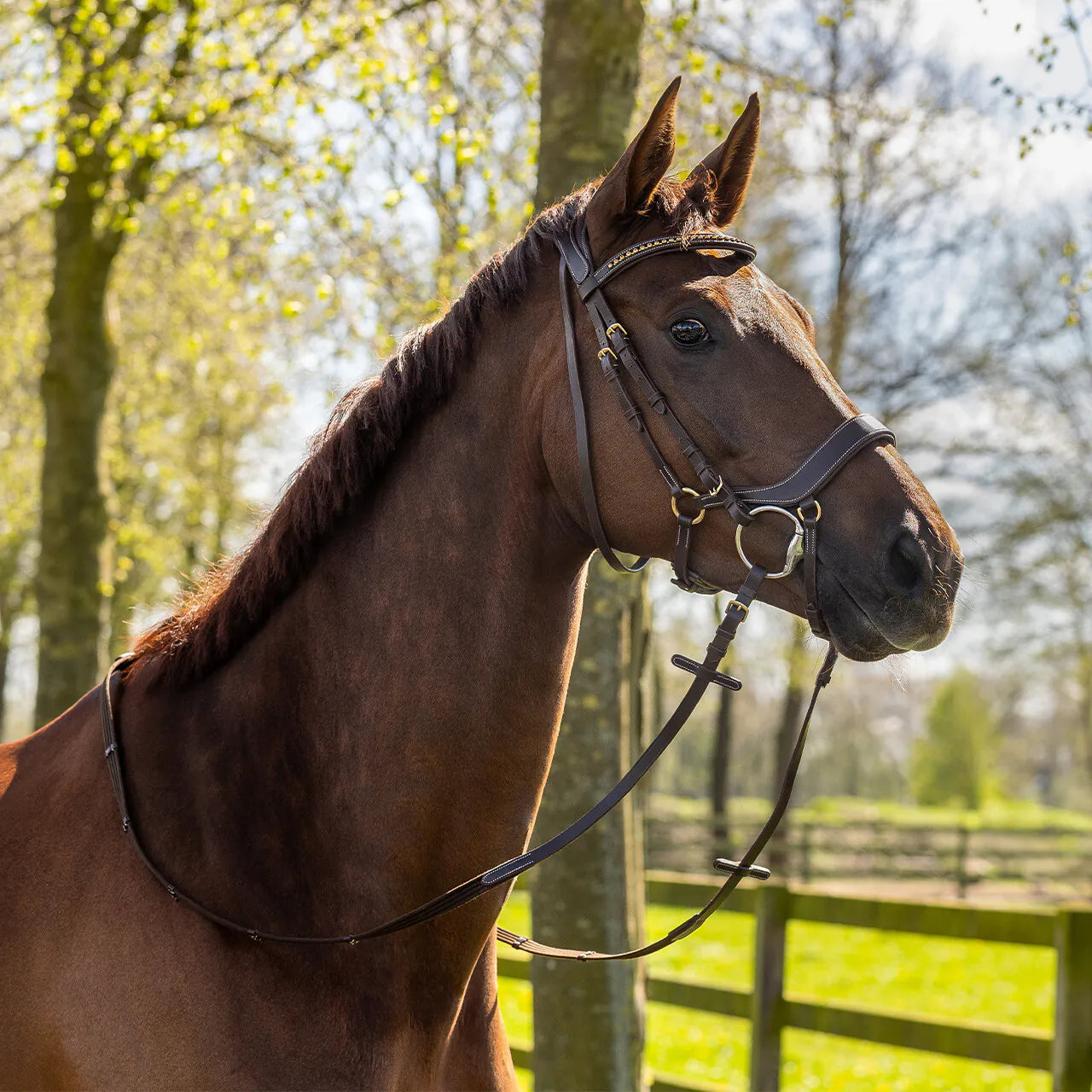 Cabezada inglesa Cabezada inglesa Devi incl. reins QHP para equitación - vista 18