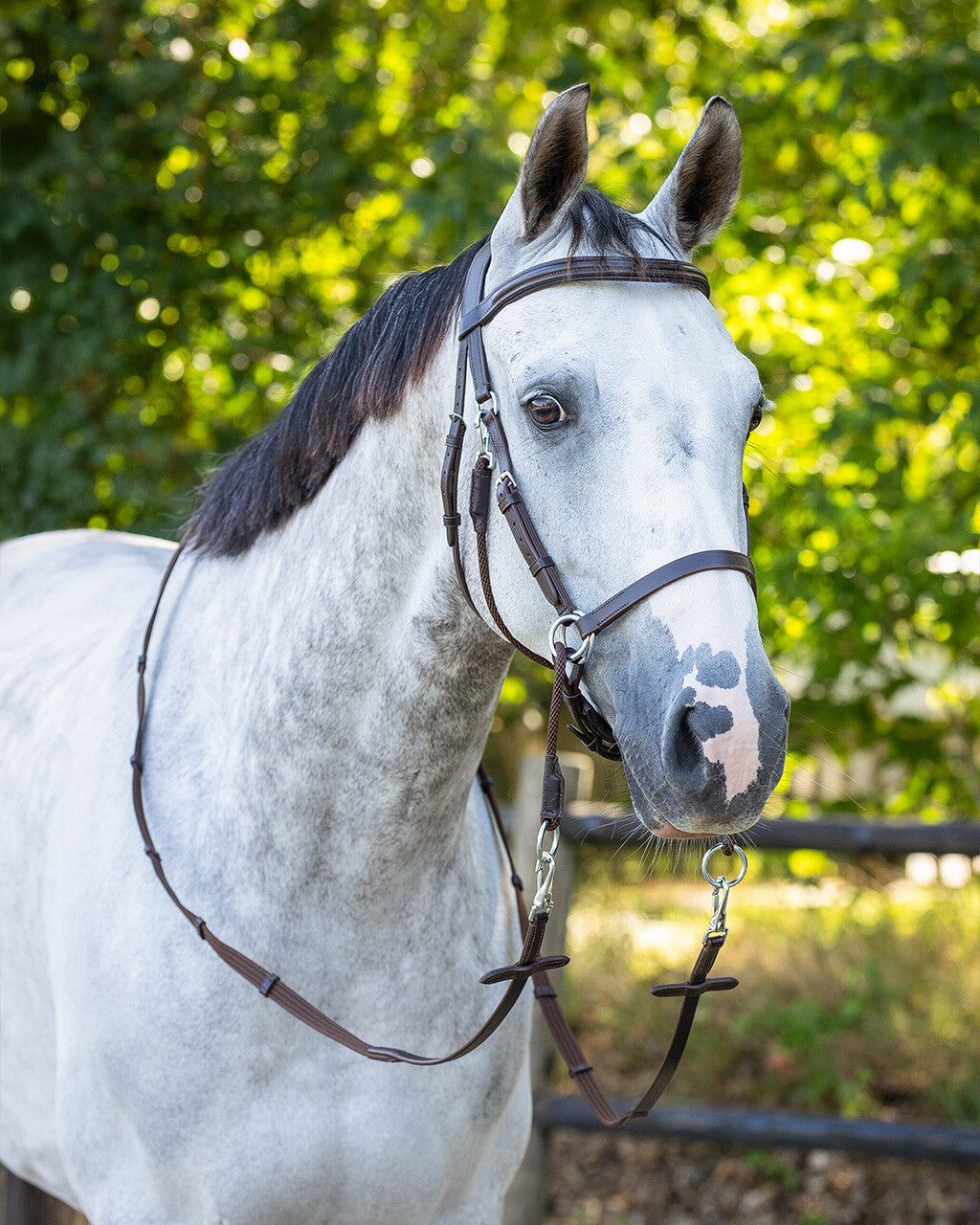 Cabezada inglesa Bitless Cabezada inglesa Ceto incl. reins QHP para equitación - vista 3
