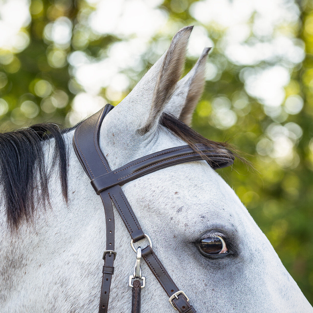 Cabezada inglesa Bitless Cabezada inglesa Ceto incl. reins QHP para equitación - vista 5