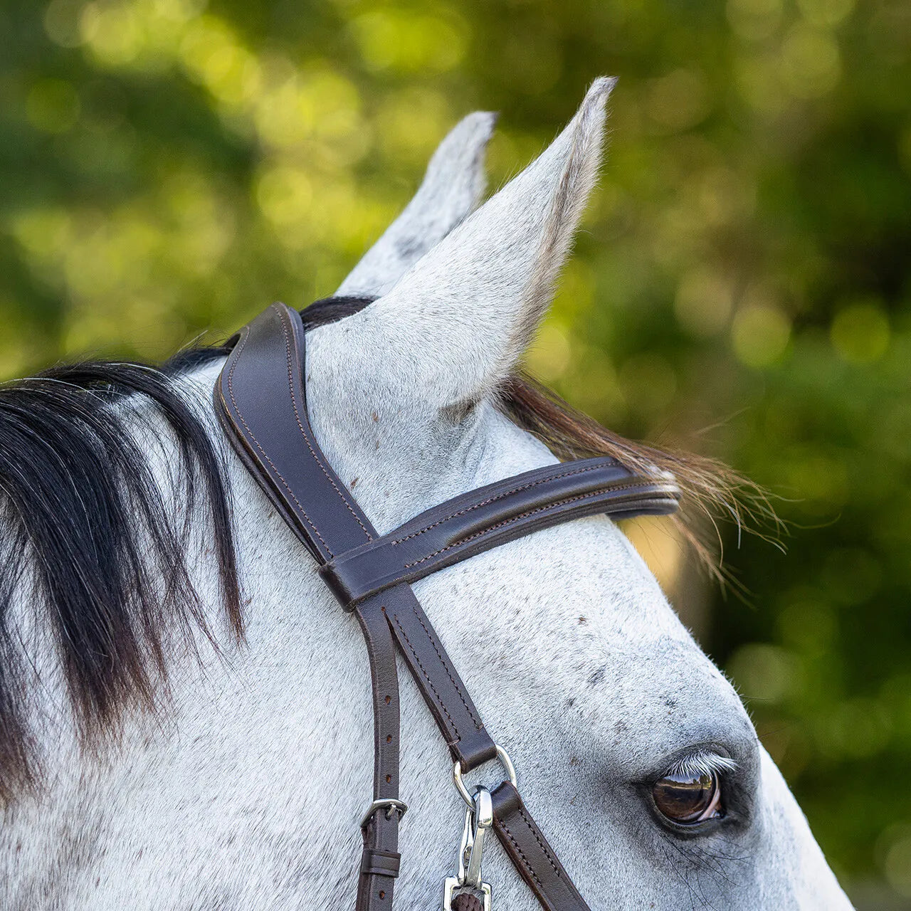 Cabezada inglesa Bitless Cabezada inglesa Ceto incl. reins QHP para equitación - vista 8