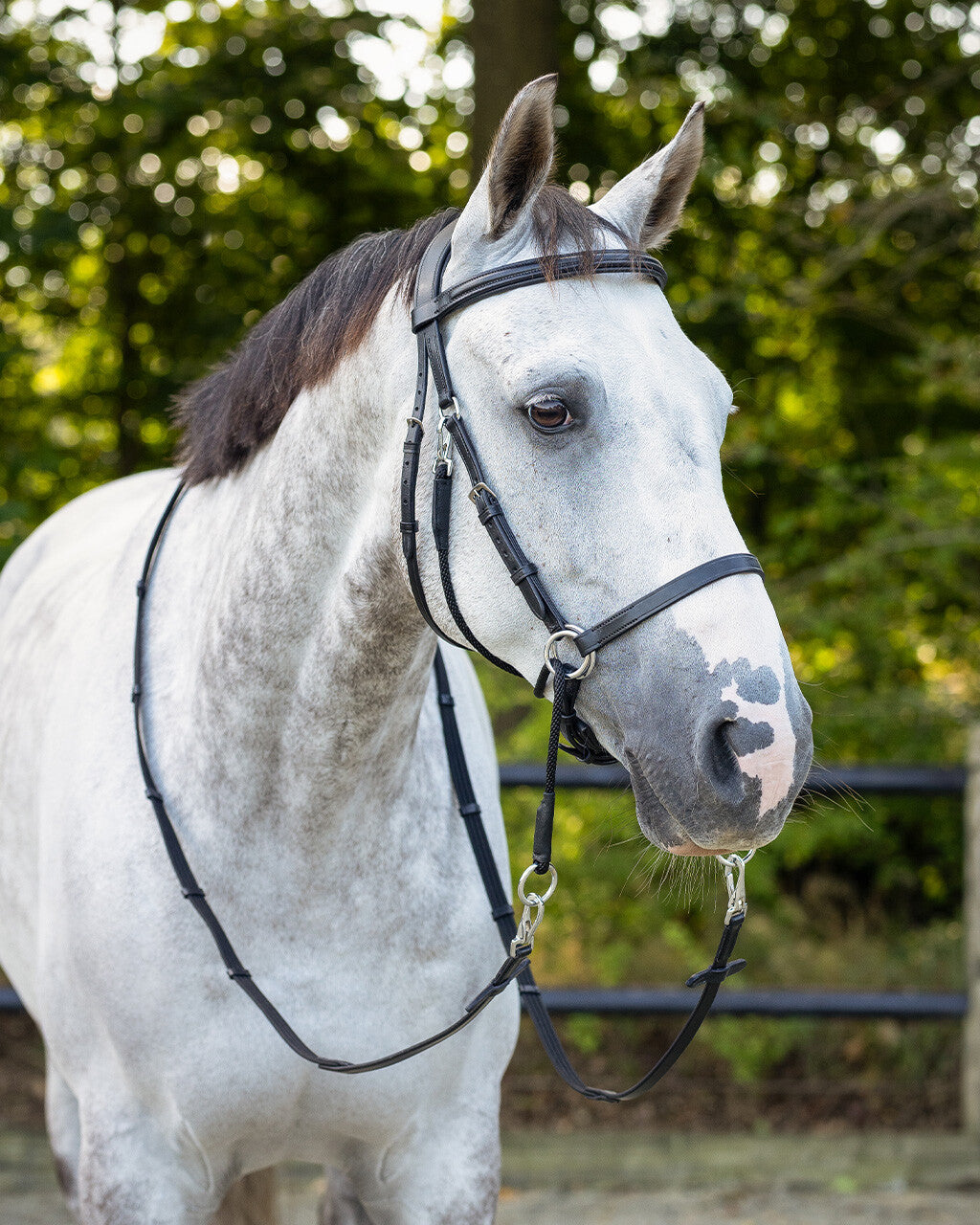 Cabezada inglesa Bitless bridle Ceto incl. reins QHP para equitación - vista 19
