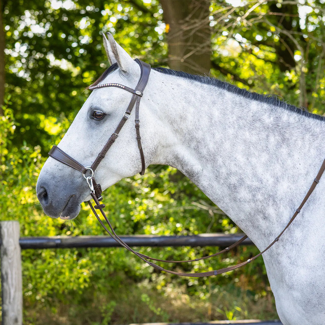 Cabezada inglesa Bitless Cabezada inglesa Sunna incl. reins QHP para equitación - vista 2