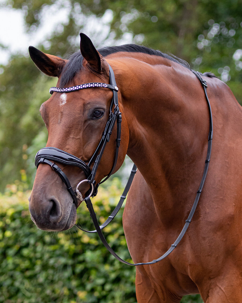 Cabezada inglesa Cabezada inglesa Orlando incl. reins QHP para equitación