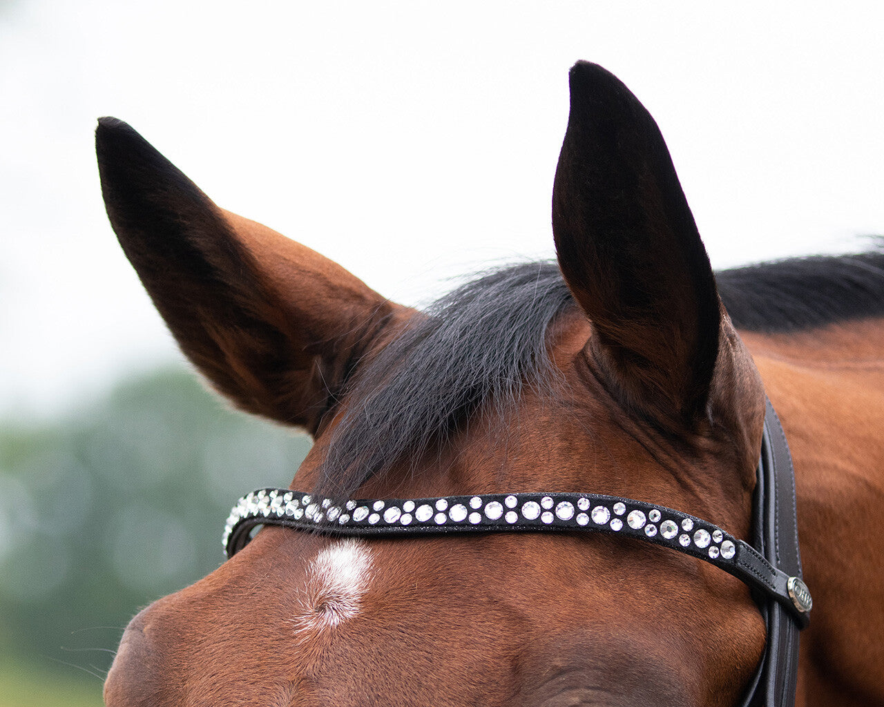 Cabezada inglesa Cabezada inglesa Orlando incl. reins QHP para equitación - vista 3