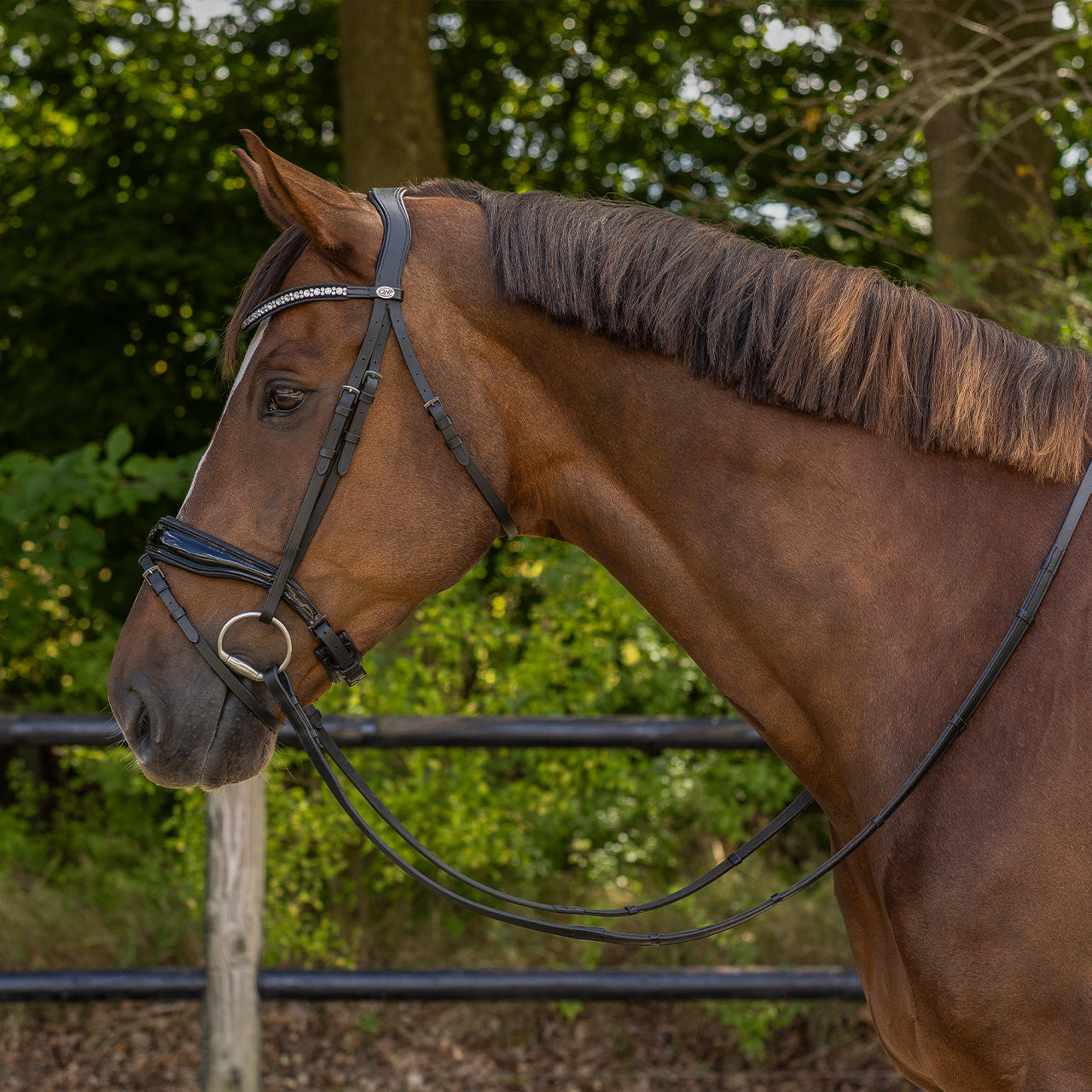 Cabezada inglesa Cabezada inglesa Orlando incl. reins QHP para equitación - vista 34