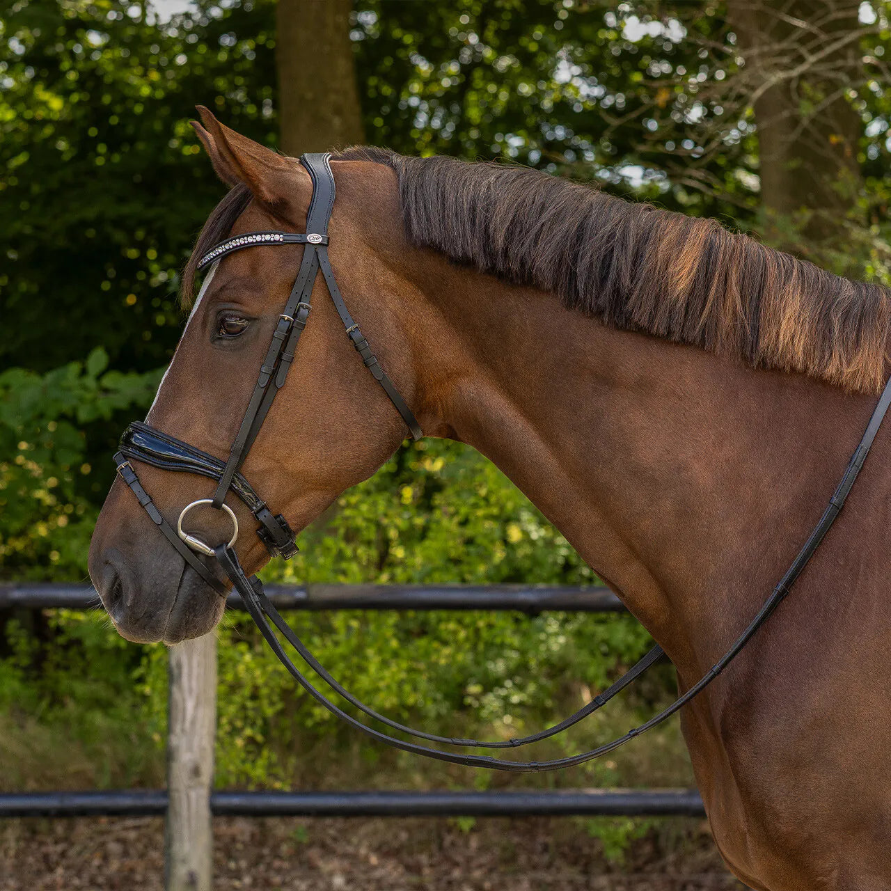 Cabezada inglesa Cabezada inglesa Orlando incl. reins QHP para equitación - vista 18