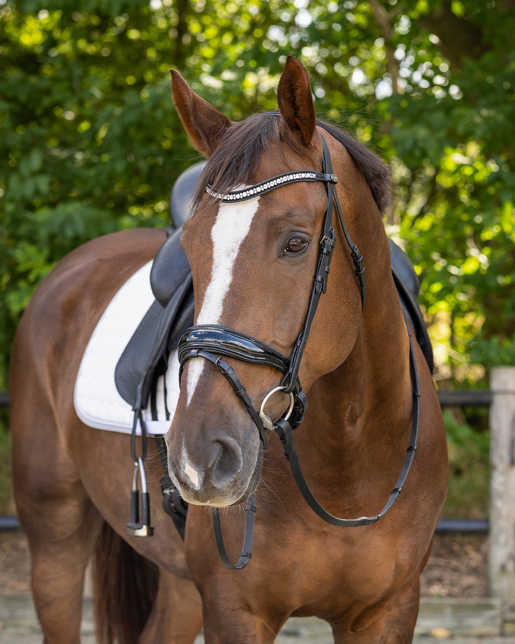 Cabezada inglesa Cabezada inglesa Orlando incl. reins QHP para equitación - vista 27