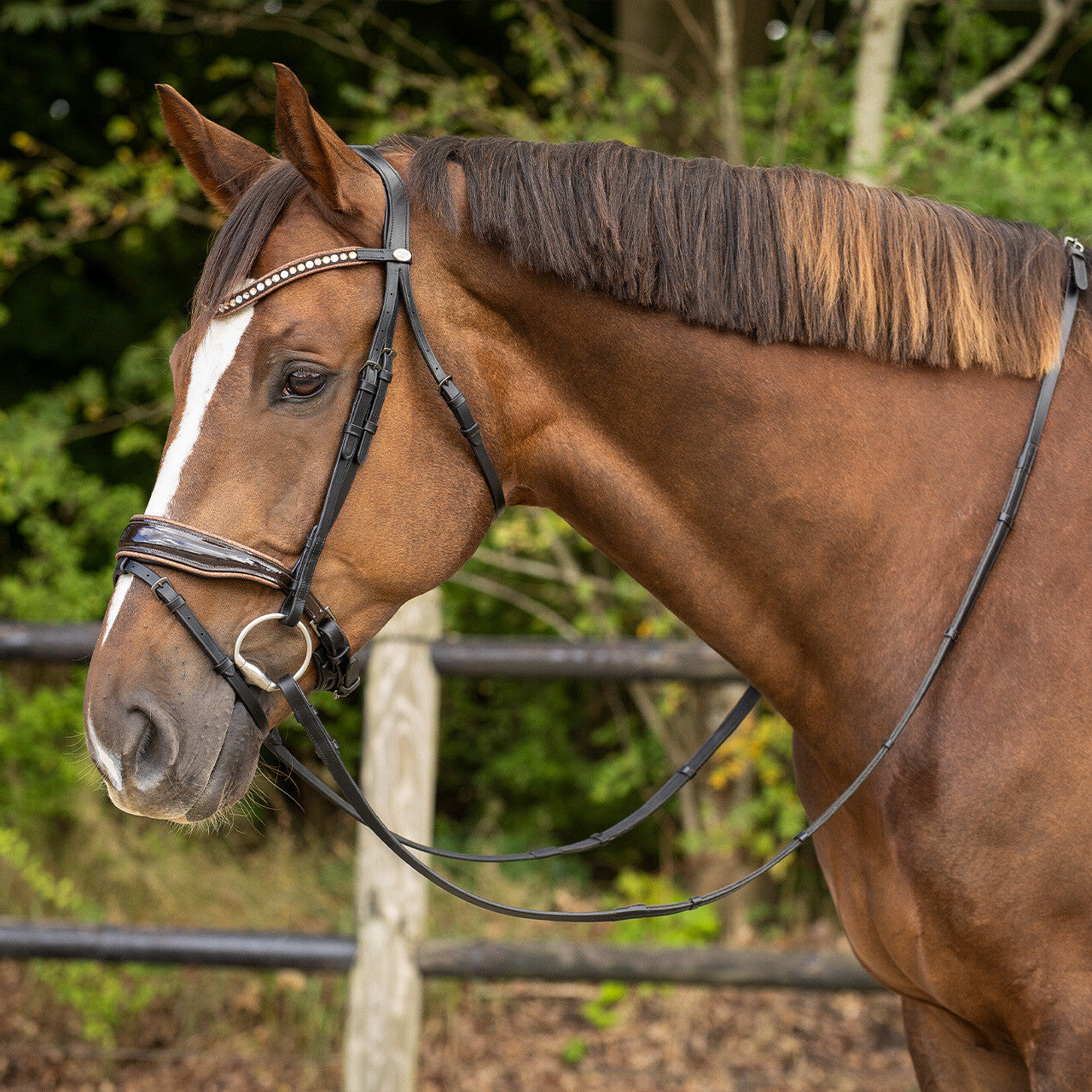 Cabezada inglesa Cabezada inglesa Orlando incl. reins QHP para equitación - vista 40