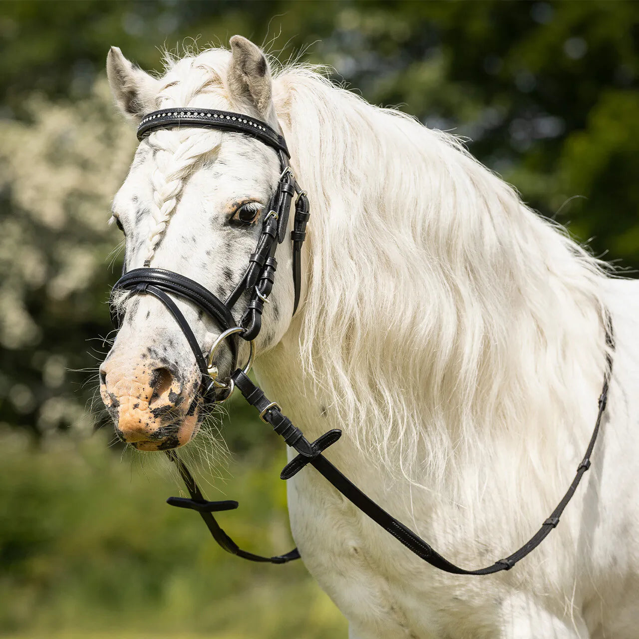 Cabezada inglesa Cabezada inglesa Beli incl. reins QHP para equitación - vista 6
