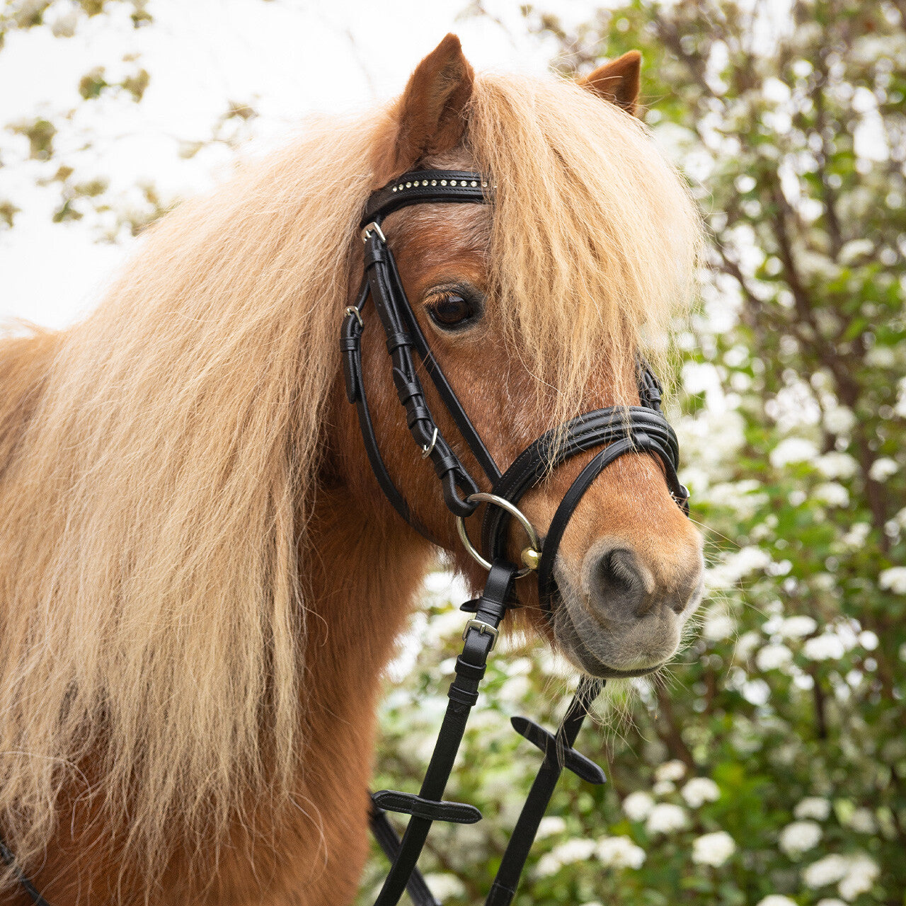 Cabezada inglesa Cabezada inglesa Beli incl. reins QHP para equitación - vista 7