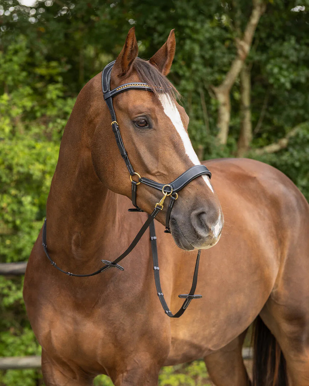 Cabezada inglesa Bitless Cabezada inglesa Anatomical incl. reins QHP para equitación - vista 14