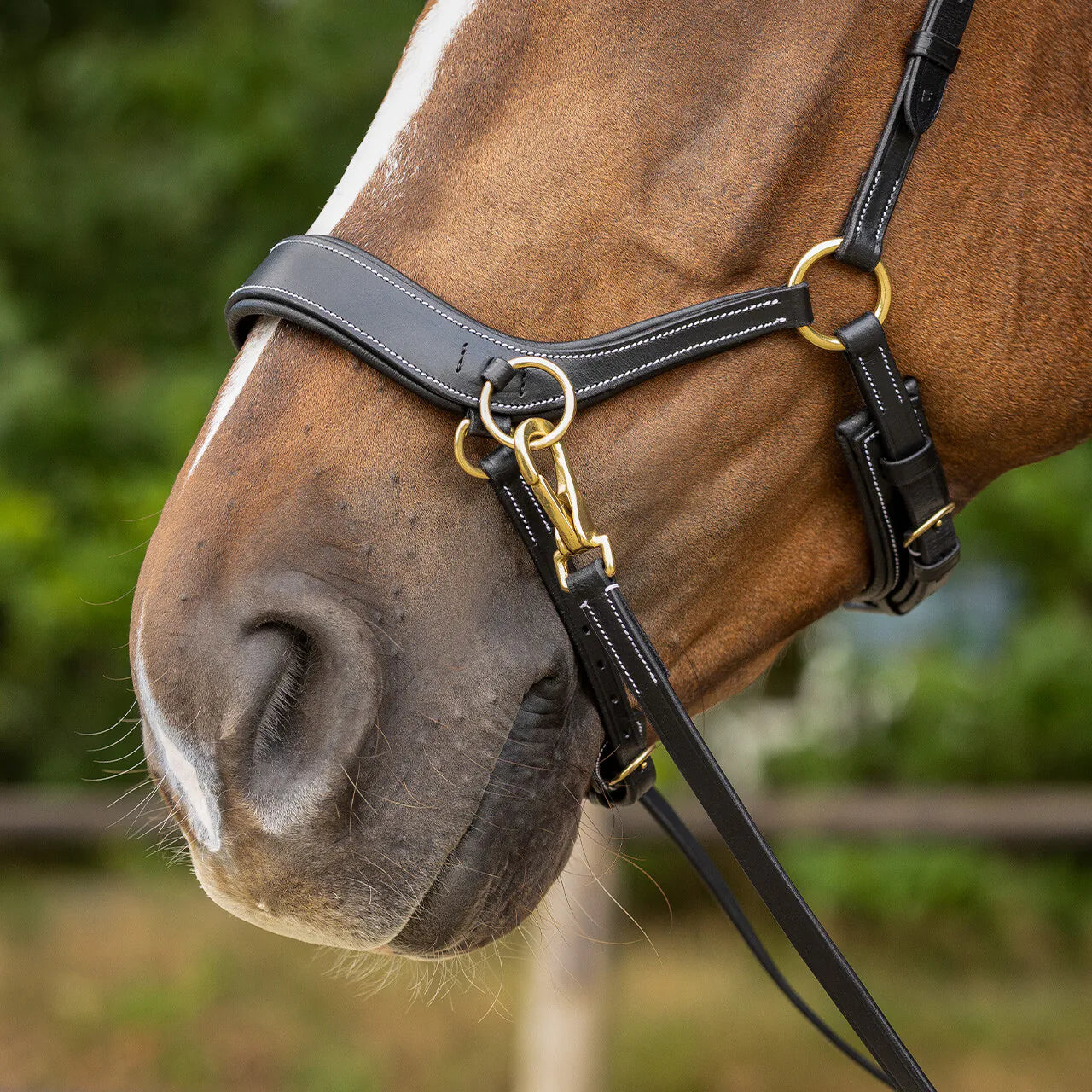 Cabezada inglesa Bitless Cabezada inglesa Anatomical incl. reins QHP para equitación - vista 20