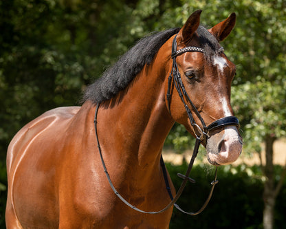 Cabezada inglesa Cabezada inglesa Phaedra incl. reins QHP para equitación - vista 5