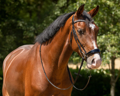 Cabezada inglesa Cabezada inglesa Phaedra incl. reins QHP para equitación - vista 6