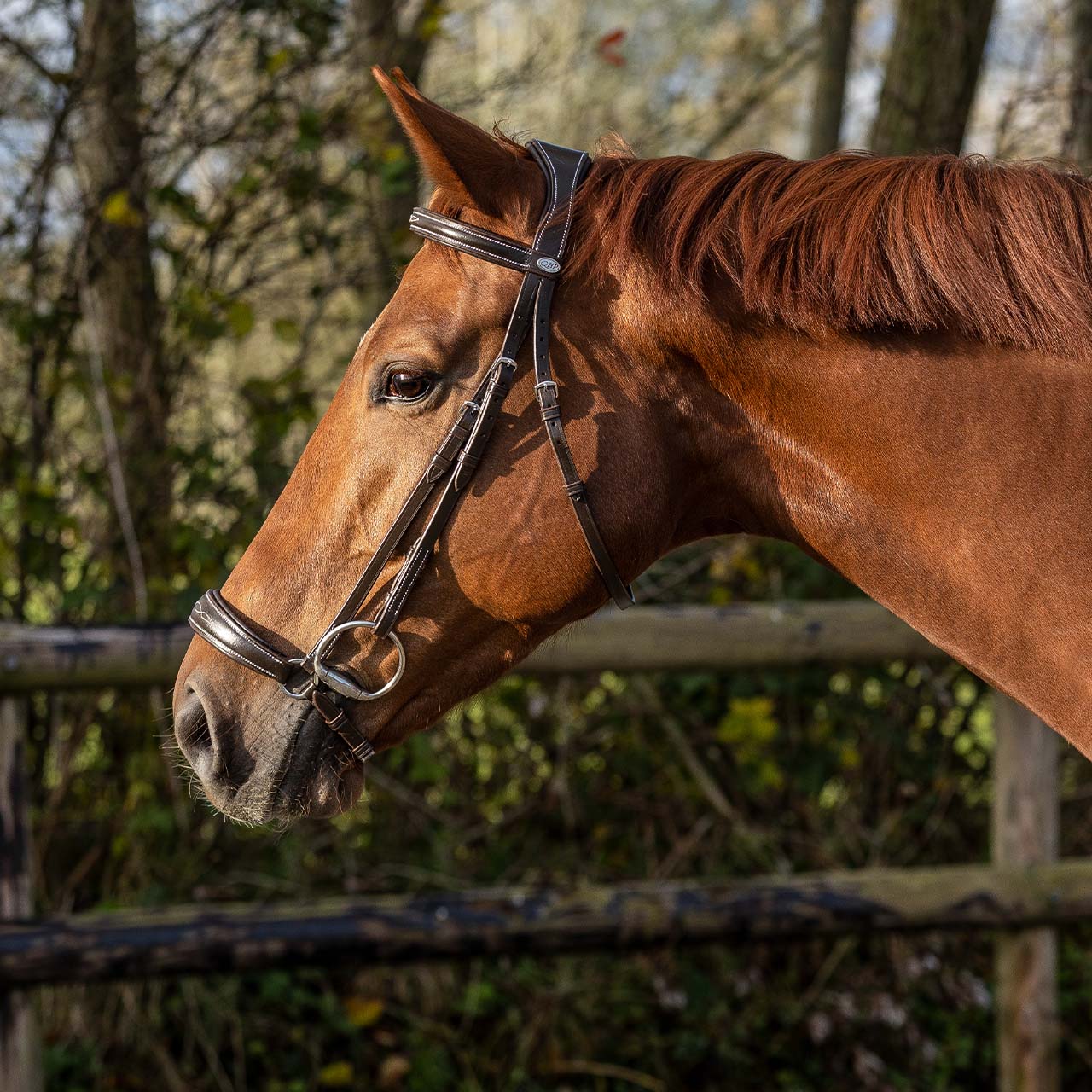Cabezada inglesa Low Cabezada inglesa luxury incl. reins QHP para equitación - vista 5