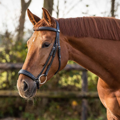 Cabezada inglesa Low Cabezada inglesa luxury incl. reins QHP para equitación - vista 16
