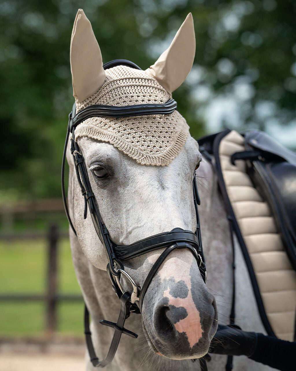 Cabezada inglesa Cabezada inglesa Salerno incl. reins QHP para equitación - vista 19