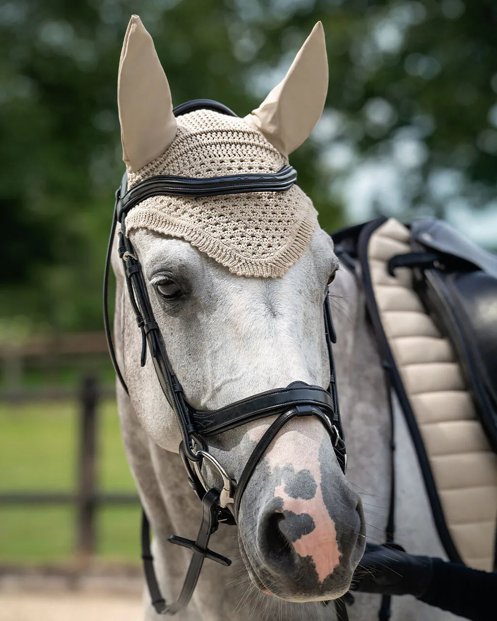 Cabezada inglesa Cabezada inglesa Salerno incl. reins QHP para equitación - vista 20