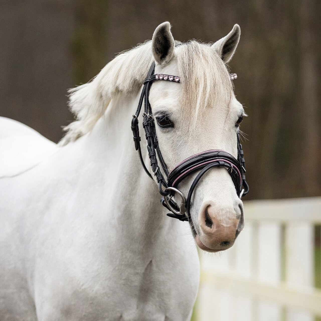 Cabezada inglesa Cabezada inglesa Bixie incl. reins QHP para equitación - vista 5