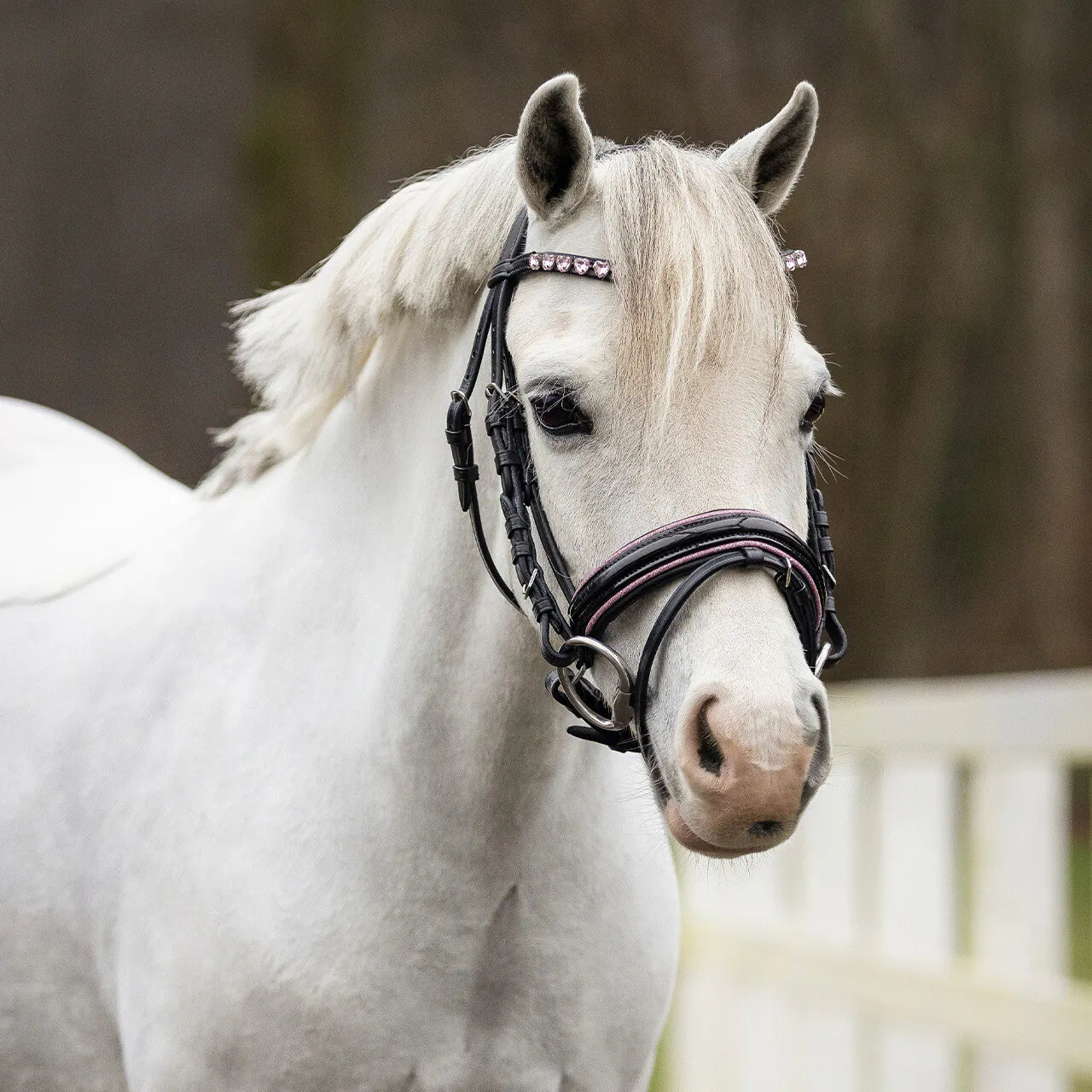 Cabezada inglesa Cabezada inglesa Bixie incl. reins QHP para equitación - vista 6