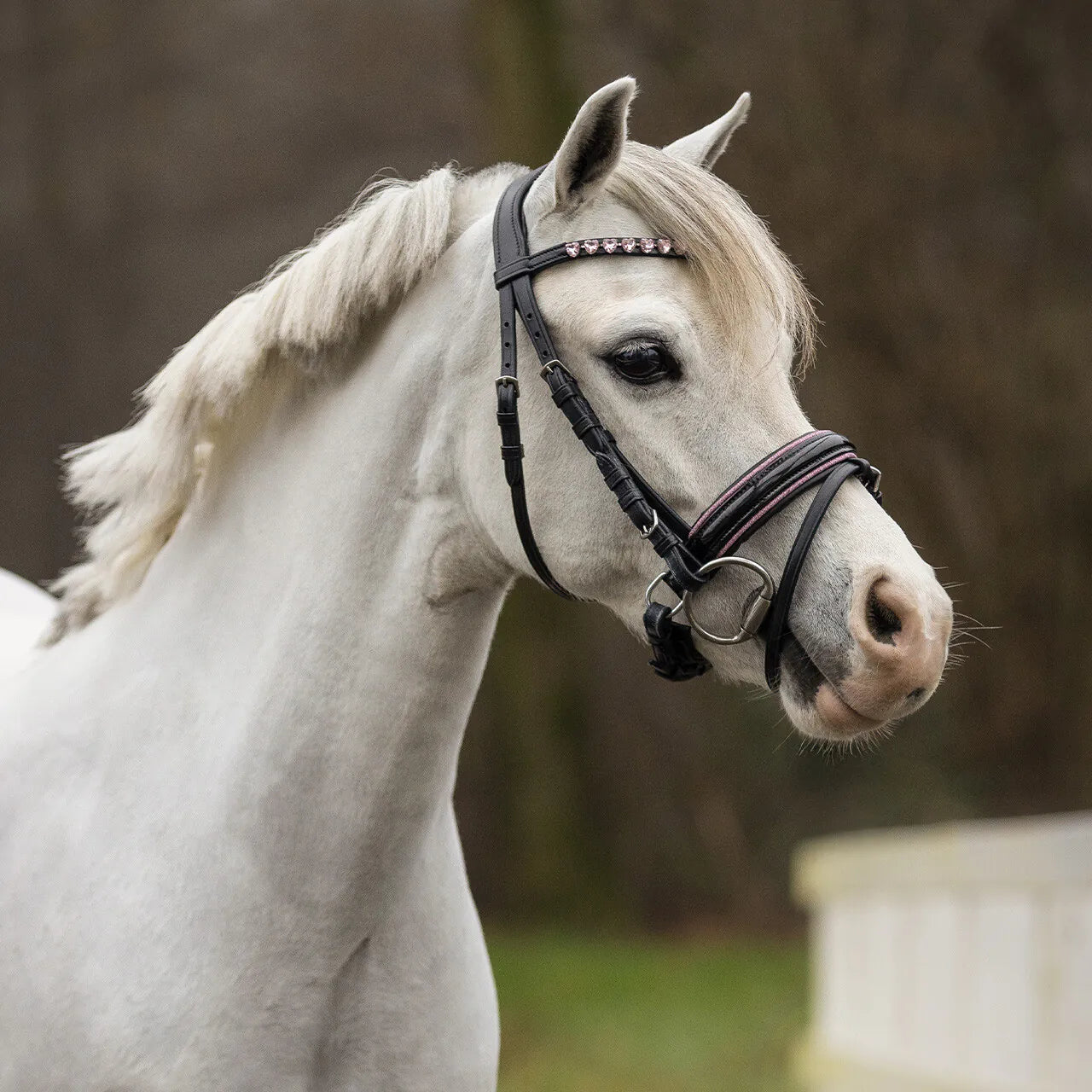Cabezada inglesa Cabezada inglesa Bixie incl. reins QHP para equitación - vista 8
