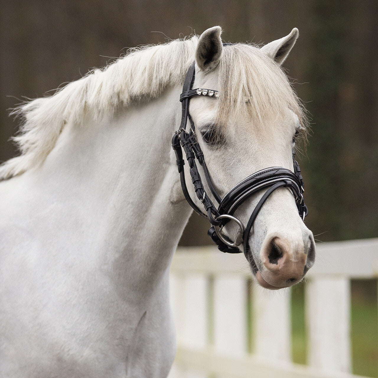Cabezada inglesa Cabezada inglesa Bixie incl. reins QHP para equitación - vista 17