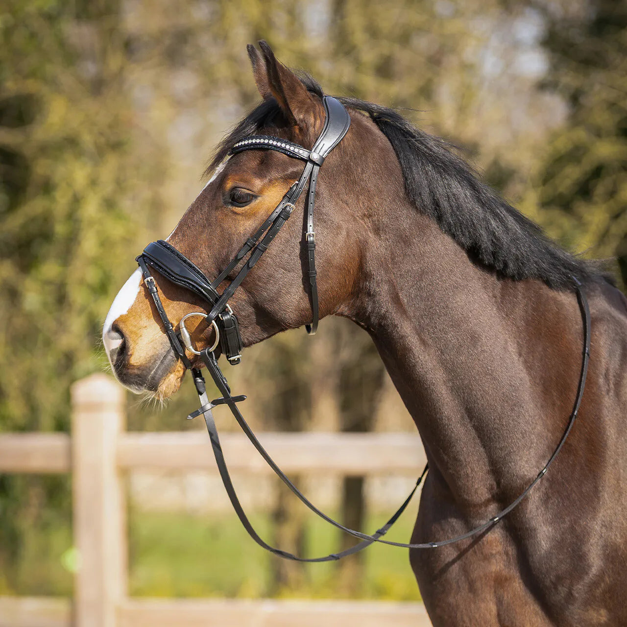Cabezada inglesa Cabezada inglesa Skye incl. reins QHP para equitación - vista 12
