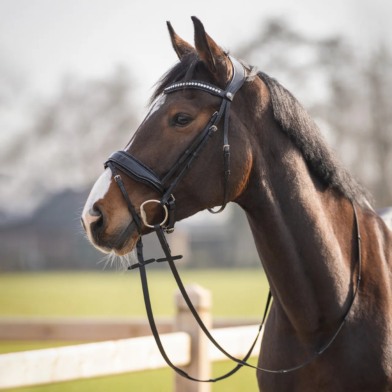Cabezada inglesa Cabezada inglesa Skye incl. reins QHP para equitación - vista 18