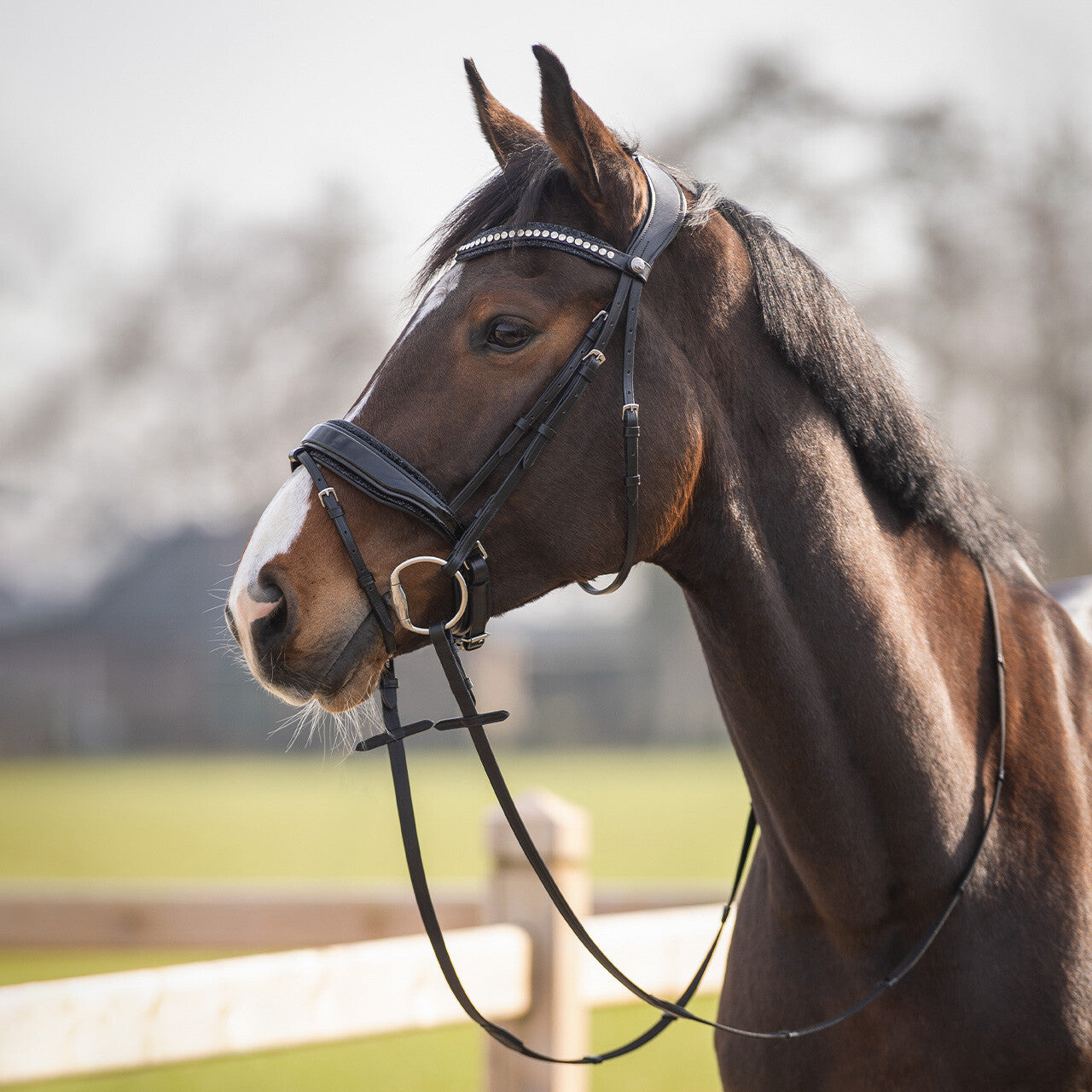 Cabezada inglesa Cabezada inglesa Skye incl. reins QHP para equitación - vista 29