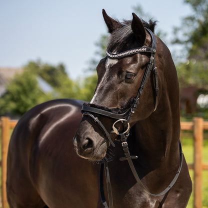 Cabezada inglesa Cabezada inglesa Sensisoft incl. reins QHP para equitación - vista 39