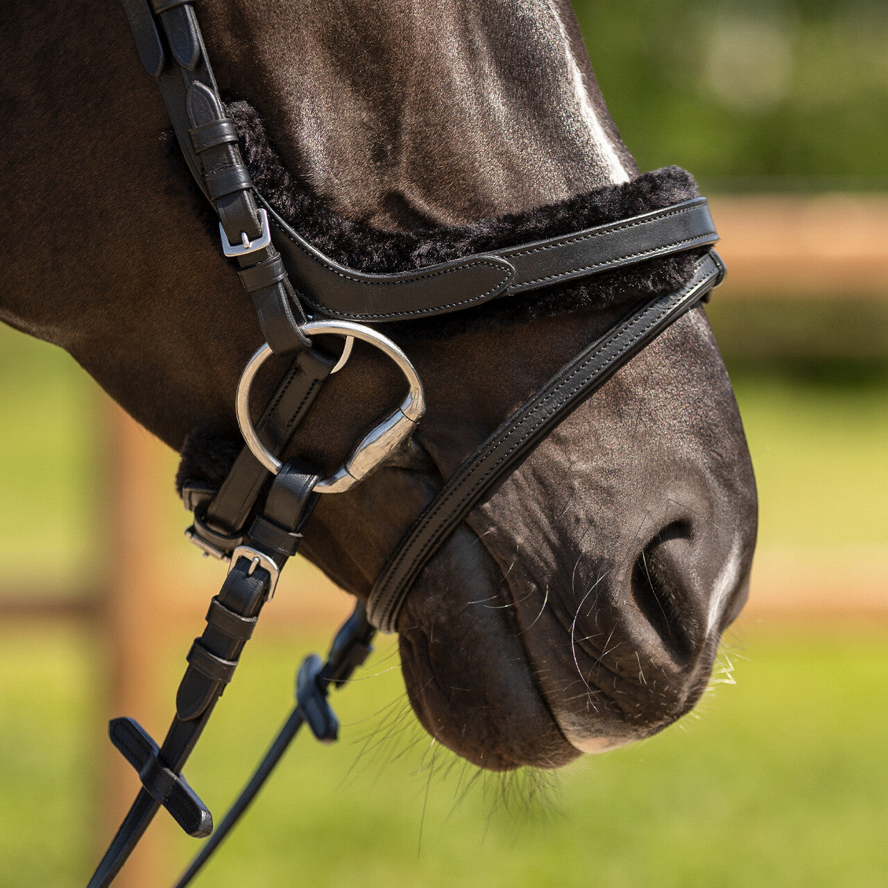 Cabezada inglesa Cabezada inglesa Sensisoft incl. reins QHP para equitación - vista 32