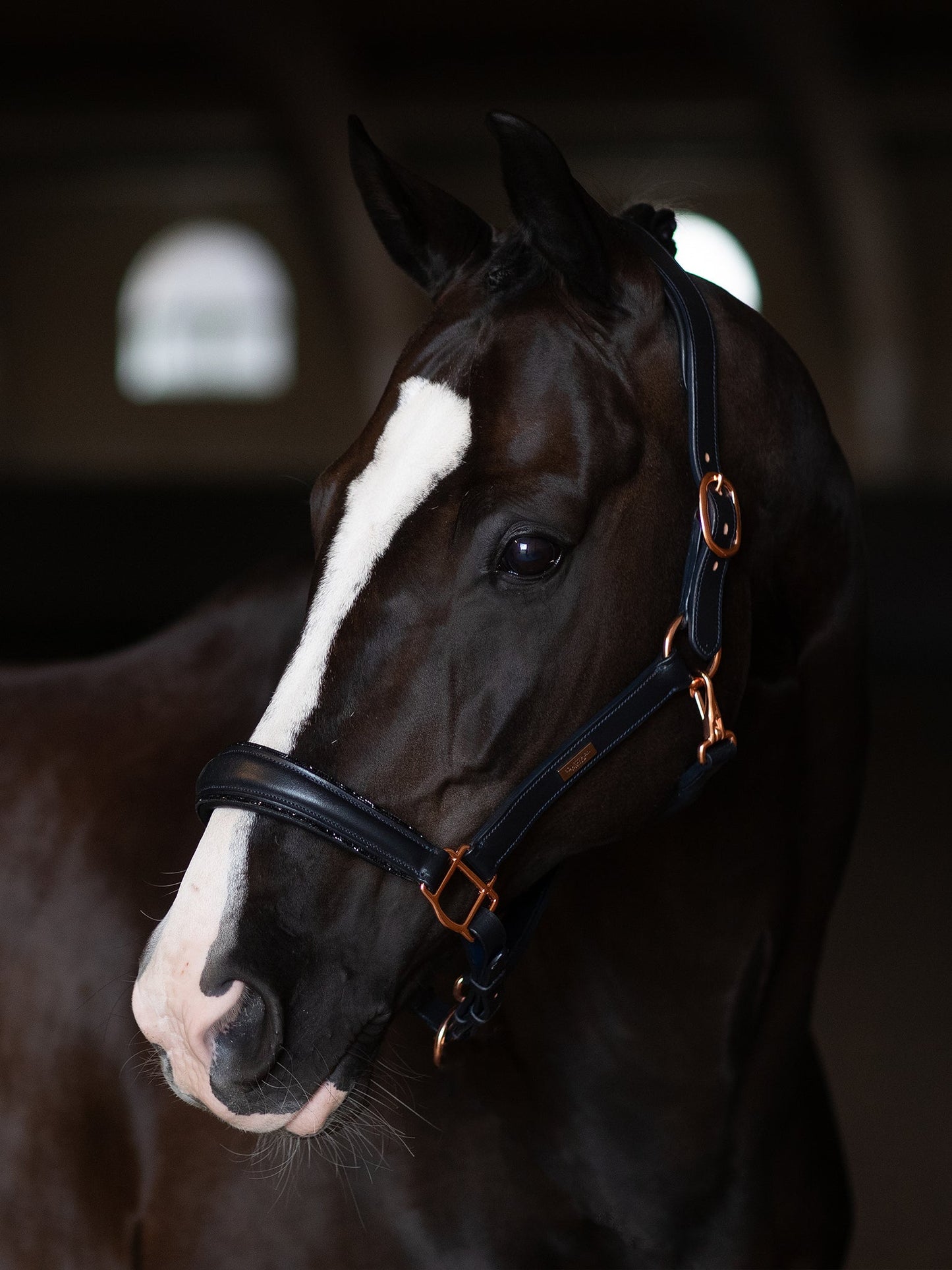 Anatomic Glimmer Leather Halter Equestrian Stockholm Glimmer Anatomic Leather detalle 2