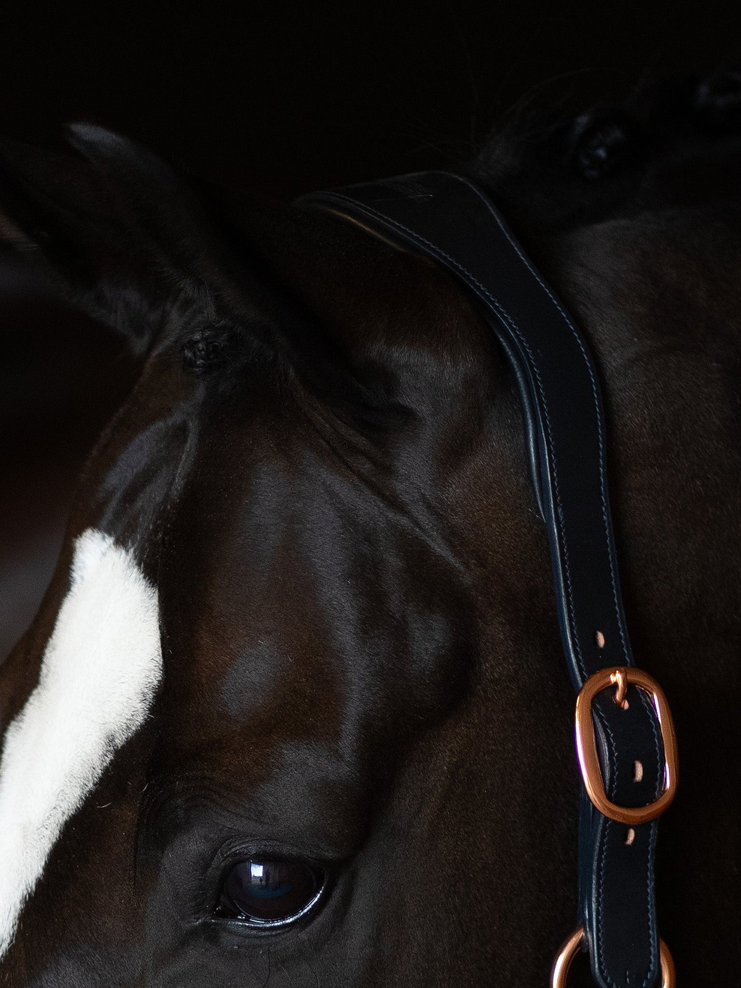 Anatomic Glimmer Leather Halter Equestrian Stockholm Glimmer Anatomic Leather detalle 4