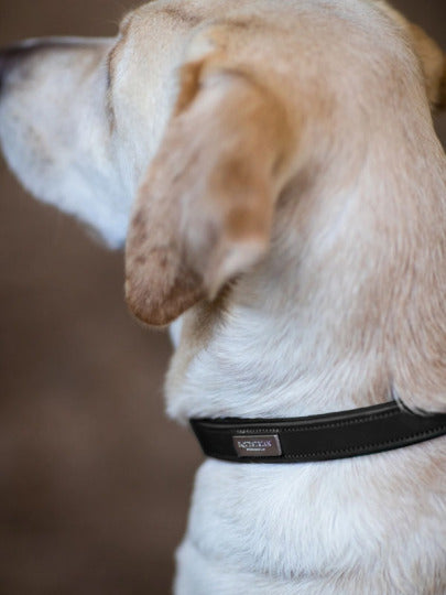 Dog Collar Clean Equestrian Stockholm Dog Collar Clean Black detalle 2