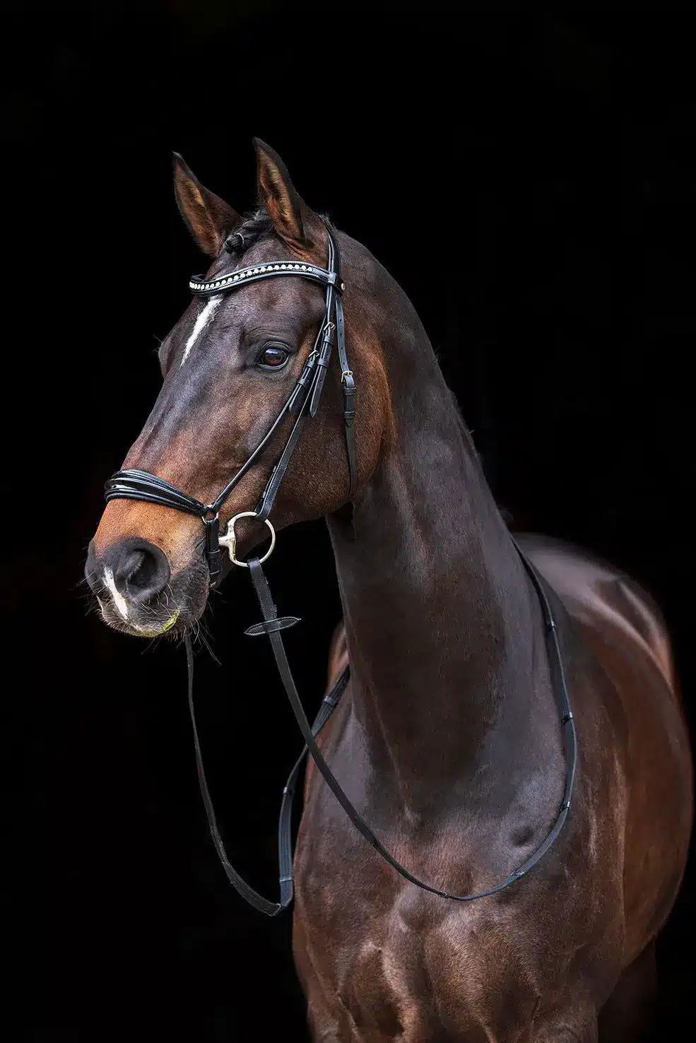 Cabezada -Carolin- HKM rienda simple para equitación - vista 4