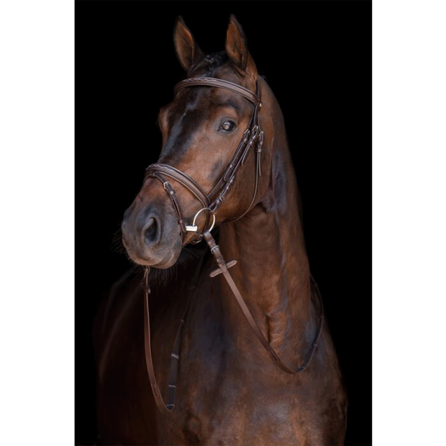 Cabezada -Jana- HKM para equitación - vista 5