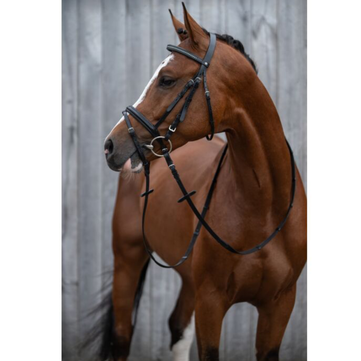 Cabezada Inglesa -Economic- HKM para equitación - vista 5