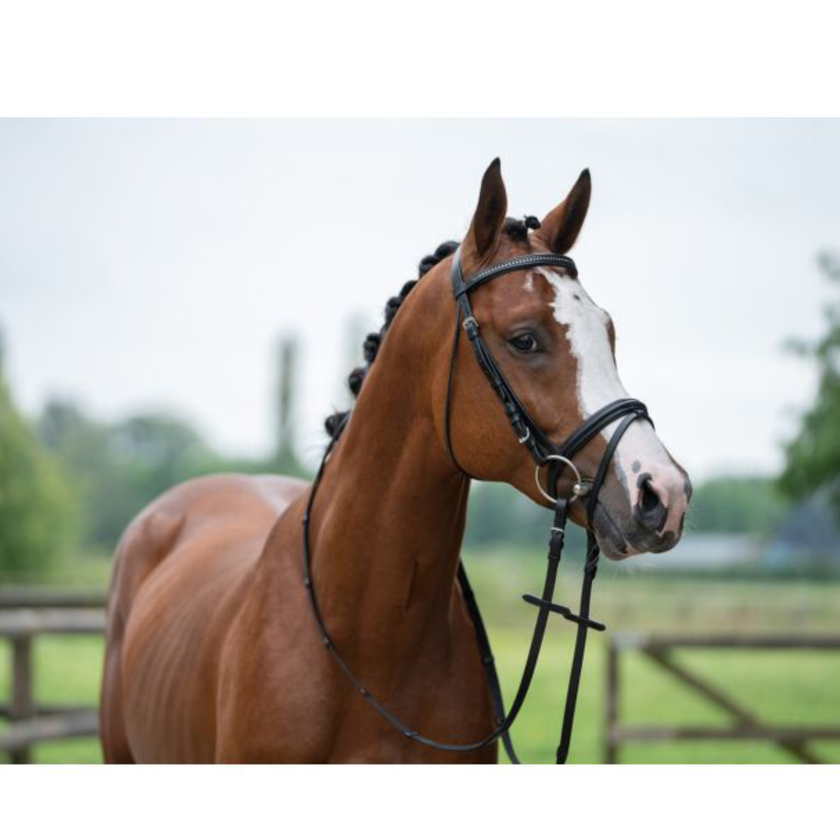 Cabezada Inglesa -Economic- HKM para equitación - vista 6