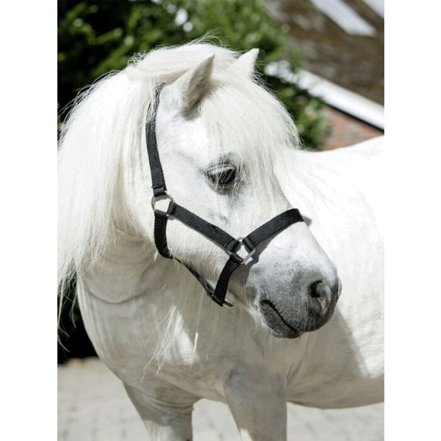 Cabezada de cuadra Mini-Shetty HKM para equitación - vista 2