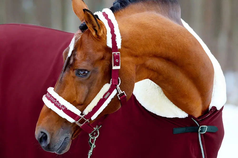 Cabezada de Cuadra y Ramal Bordeaux Equestrian Stockholm-Rincón del Valle